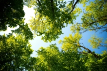 arbres