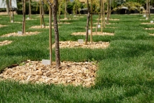 Plantation de 50 000 arbres