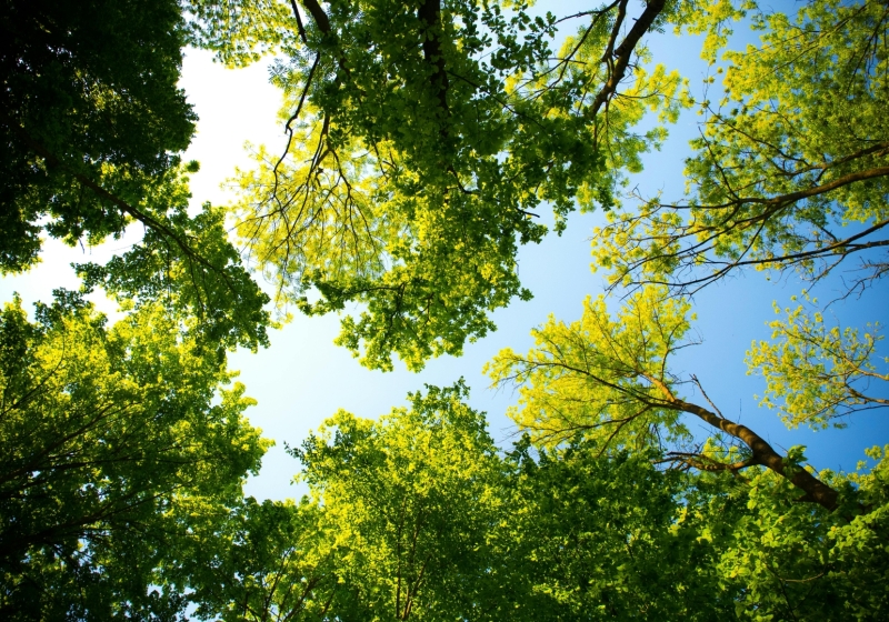 arbres