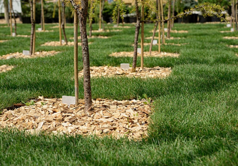 Plantation de 50 000 arbres