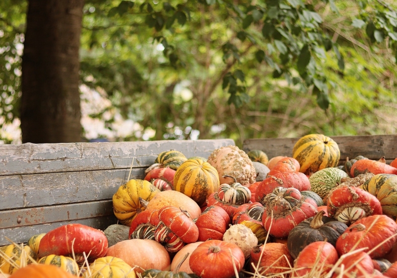 agriculture